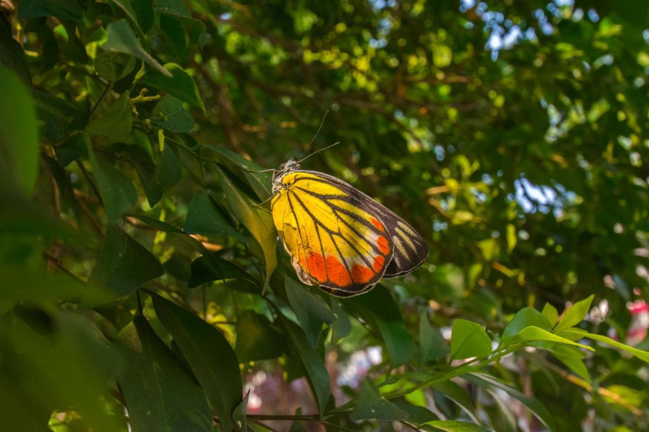 Natural Park Resort Pattaya Buitenkant foto